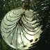 Glass Bauble on Christmas Tree