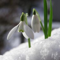 CANDLEMAS BELLS