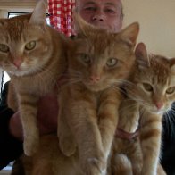 3 ginger pussycats