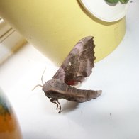 Giant Moth