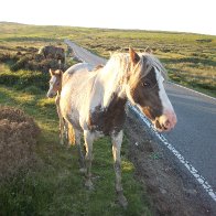 Ponies on Carn-Bugail