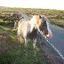 Ponies on Carn-Bugail