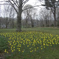 Daffodils