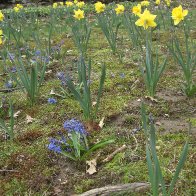 adding a second planting of Muscari