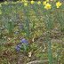 adding a second planting of Muscari