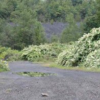 centralia8