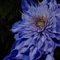 Blue Clematis