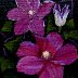 Red Clematis