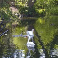 Swans and Cygnets - Greenfield Valley - June, 2011