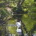 Swans and Cygnets - Greenfield Valley - June, 2011