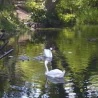 Swans and Cygnets - Greenfield Valley - June, 2011