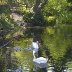 Swans and Cygnets - Greenfield Valley - June, 2011