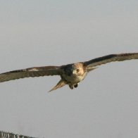 Juvenile Red Tail Hawk
