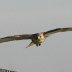 Juvenile Red Tail Hawk