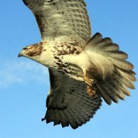 IMG_1523