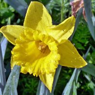 Daffodils