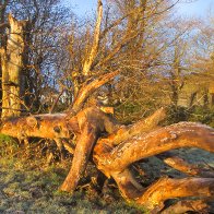 Fallen Tree...