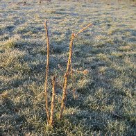 Frosty Fields - Llanelli