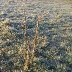 Frosty Fields - Llanelli