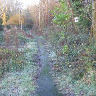 Stradey Castle Woods