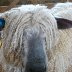 cute sheep