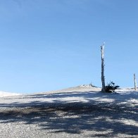 Stunted Tree - Mt Hood