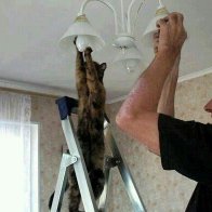 catlightbulb