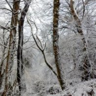 Blaenfforest woodland in the snow