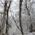 Blaenfforest woodland in the snow