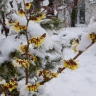 Snowy Witch Hazel