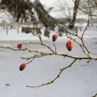 Last of the wild rose hips