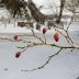 Last of the wild rose hips