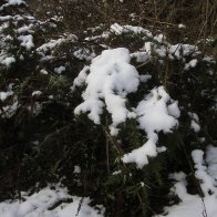 Furnace Quarry - In the Snow