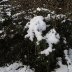 Furnace Quarry - In the Snow