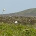 hay bluff cotton grass