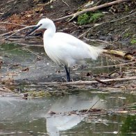 Egret no1