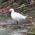 Egret no1