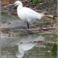 Egret no1  W Egret