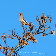 P1020158  WAXWING NO1