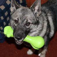 "Aberystwyth Whelkhound"