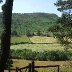 Green Gilfach, despite the drought.