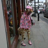 Giraffe in mac and wellies