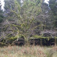 Tree in Winter