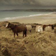 Wild Pembrokeshire Ponies at Newgale
