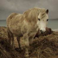 Wild Pembrokeshire Pony at Newgale