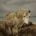 Wild Pembrokeshire Pony at Newgale