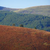 Layered Autumn