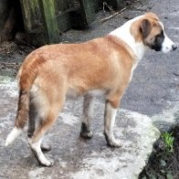 Ci Defaid Cymreig - Welsh Sheepdog, Trewern Balwen yn Maelgwn. 00000