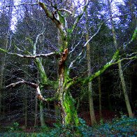 Moss and Wood