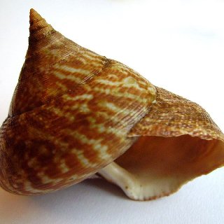 800px-Calliostoma_tigris.JPG.jpg